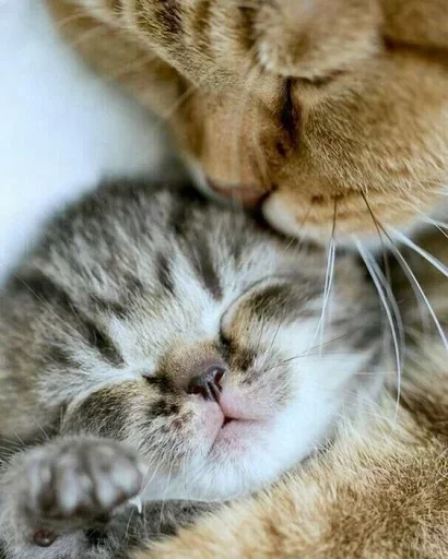 Эмодзи Котята