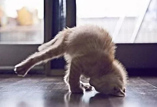 Эмодзи Котята