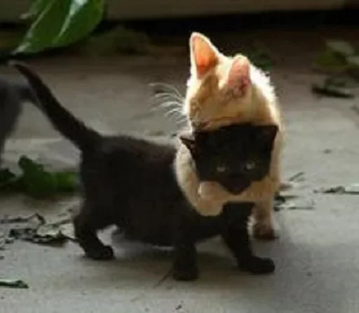 Эмодзи Котята