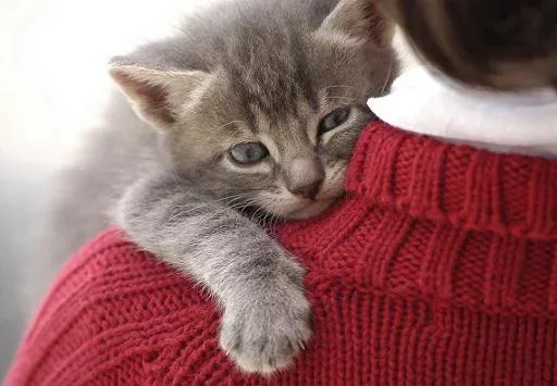 Эмодзи Котята