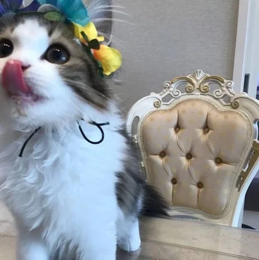 Эмодзи Котявы
