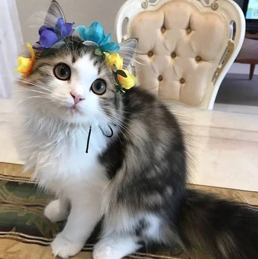 Эмодзи Котявы