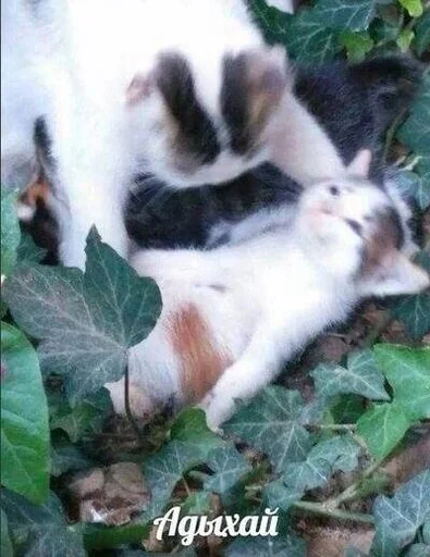 Эмодзи Котявы