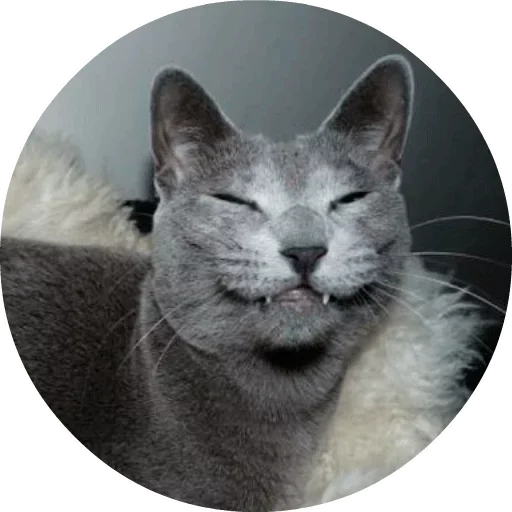 Эмодзи Cats