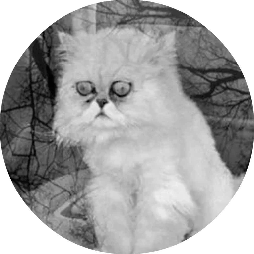 Эмодзи Cats
