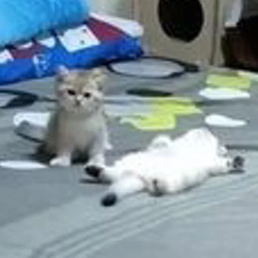 Эмодзи mini cats