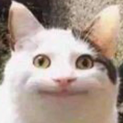Эмодзи mini cats
