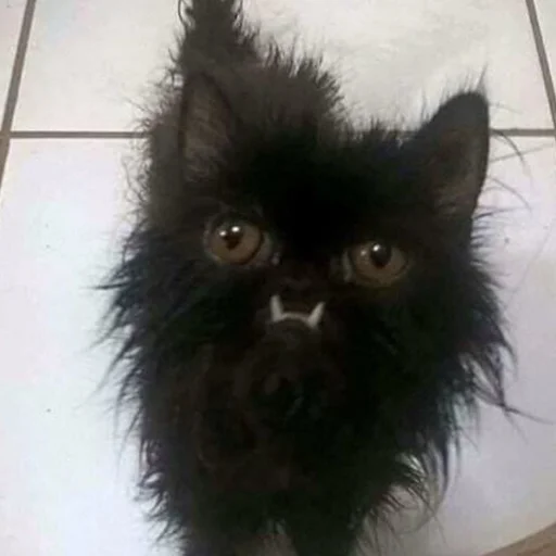 Эмодзи mini cats
