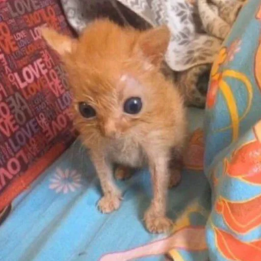 Эмодзи mini cats