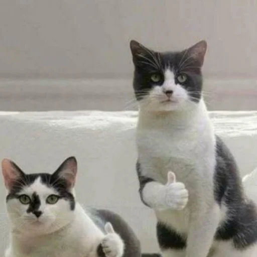Эмодзи mini cats