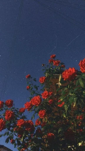 Эмодзи Красная Эстетика