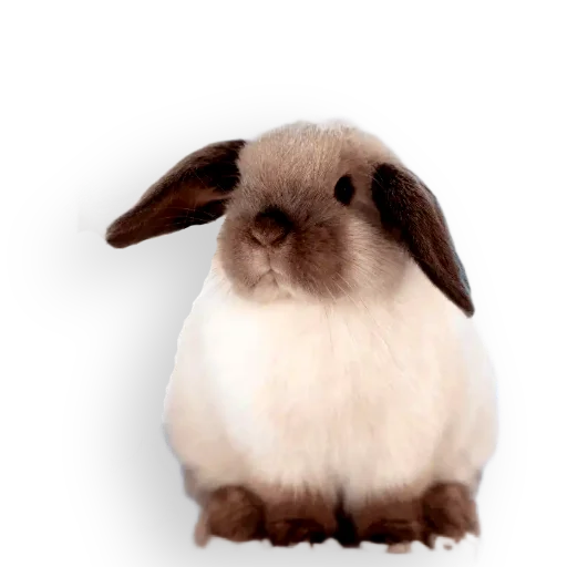 Эмодзи Кроличья лапка