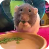 Эмодзи Крыски