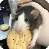 Эмодзи Крыски
