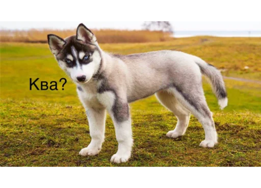 Эмодзи ГавКва