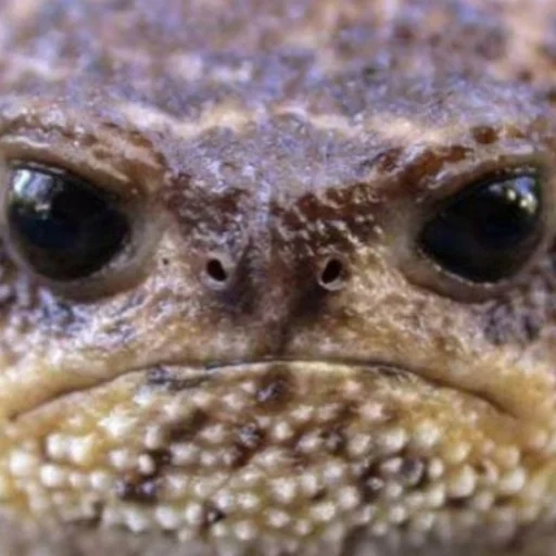 Эмодзи Квакушки