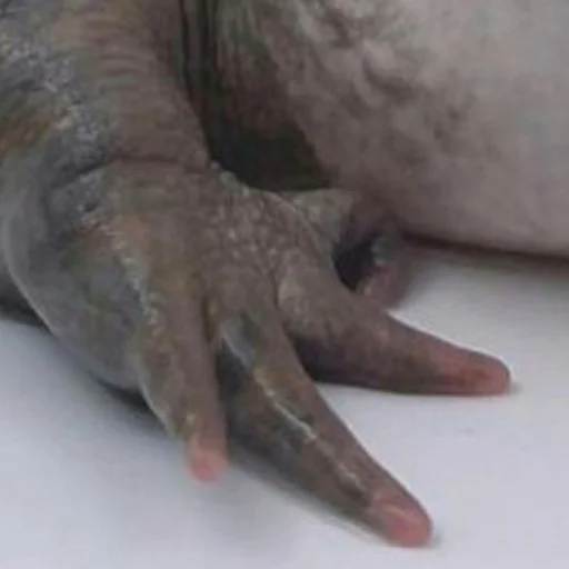 Эмодзи Квакушки