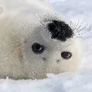 Эмодзи Тюлень