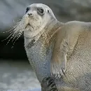 Эмодзи Тюлень