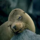 Эмодзи Тюлень