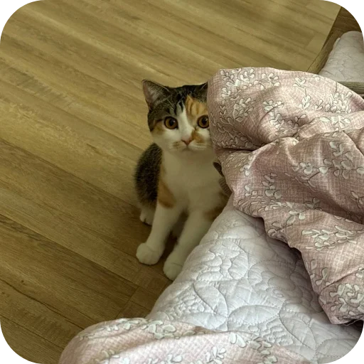 Эмодзи Котики