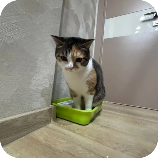 Эмодзи Котики