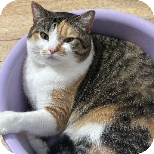 Эмодзи Котики