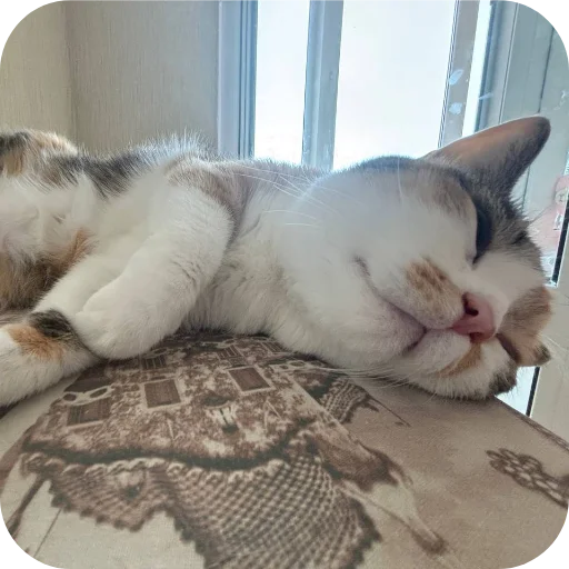 Эмодзи Котики