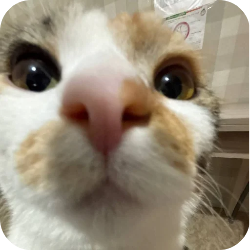 Эмодзи Котики