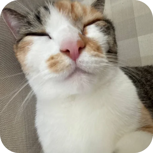 Эмодзи Котики