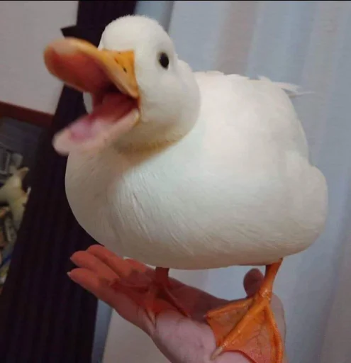 Эмодзи Le Ducc