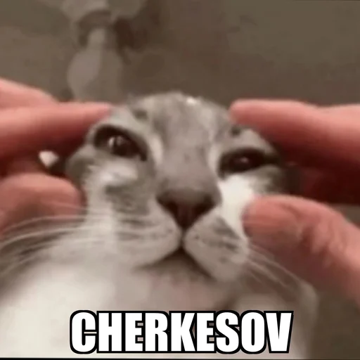 Эмодзи Cat