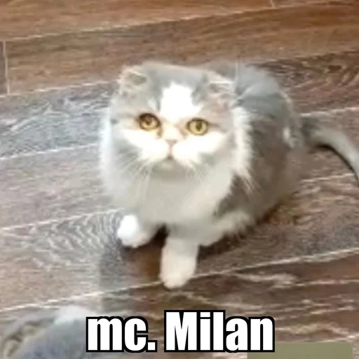 Эмодзи Cat