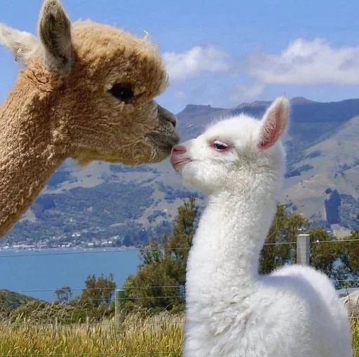 Эмодзи ЖЮ Видео 🧡 Фотопак