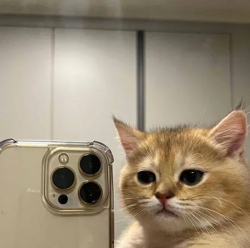 Эмодзи ЖЮ Видео 🧡 Фотопак