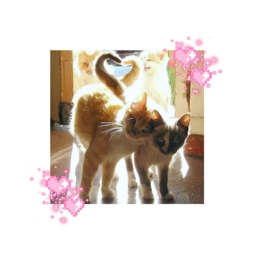 Эмодзи likecats