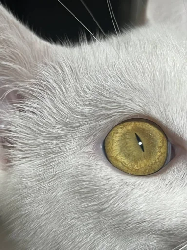 🤩