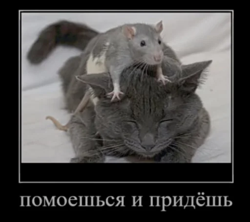 Эмодзи Мышиные мордахи ?