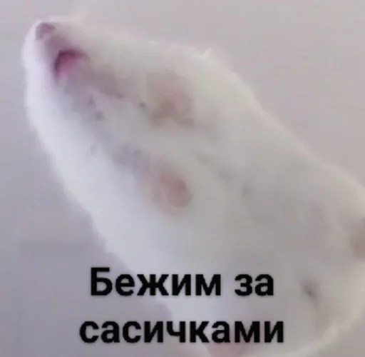 Эмодзи Мышиные мордахи ?