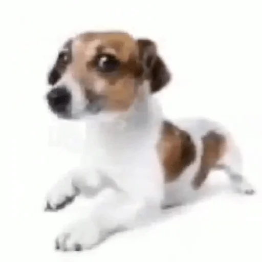 Эмодзи собаченя