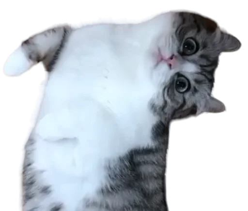 🐈