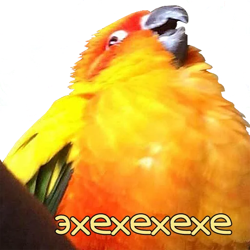 Эмодзи bird memes by loromoin