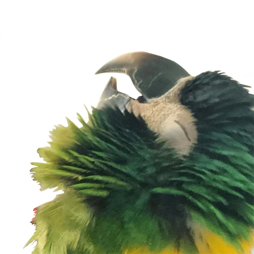 Эмодзи bird memes by loromoin