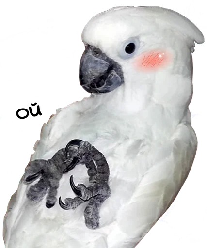 Эмодзи bird memes by loromoin