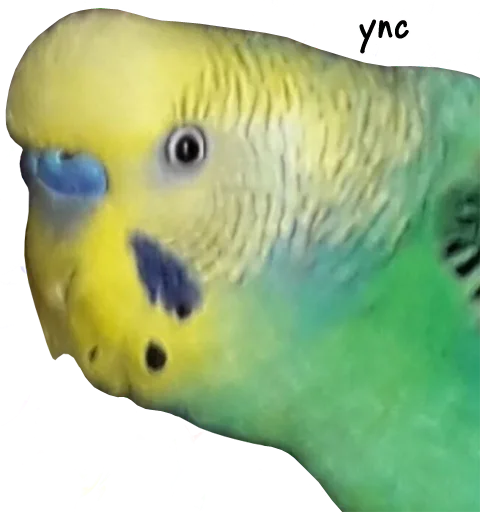 Эмодзи bird memes by loromoin