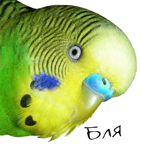 Эмодзи bird memes by loromoin
