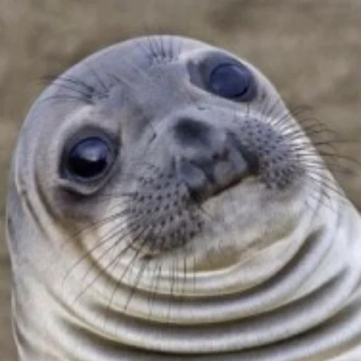 Эмодзи Сексуальные ластоногие