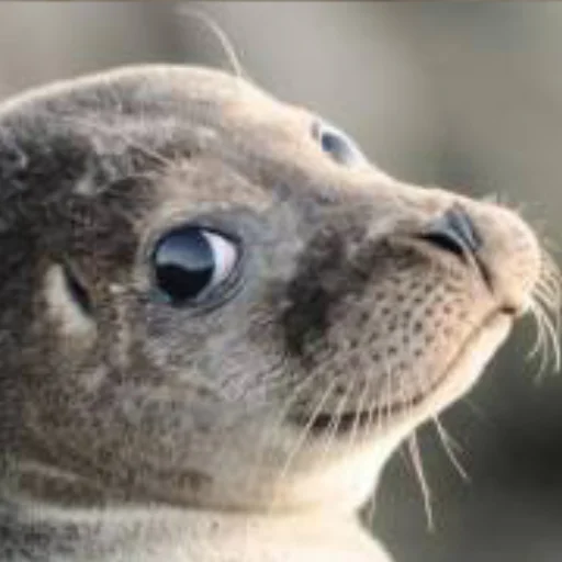 Эмодзи Сексуальные ластоногие