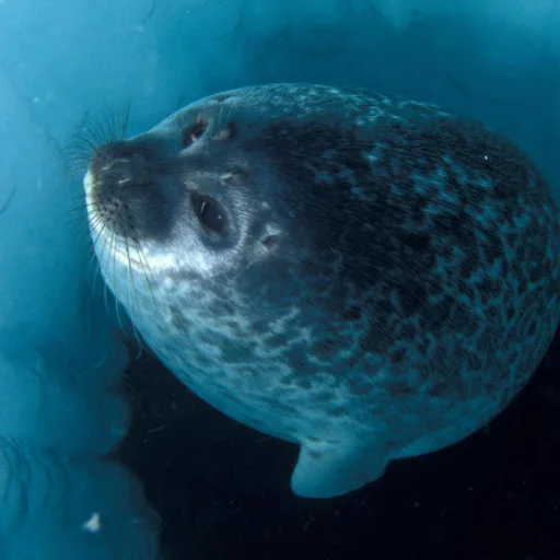 Эмодзи Сексуальные ластоногие