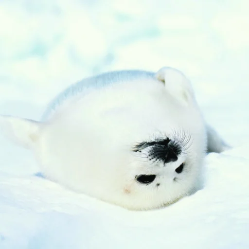 Эмодзи Сексуальные ластоногие